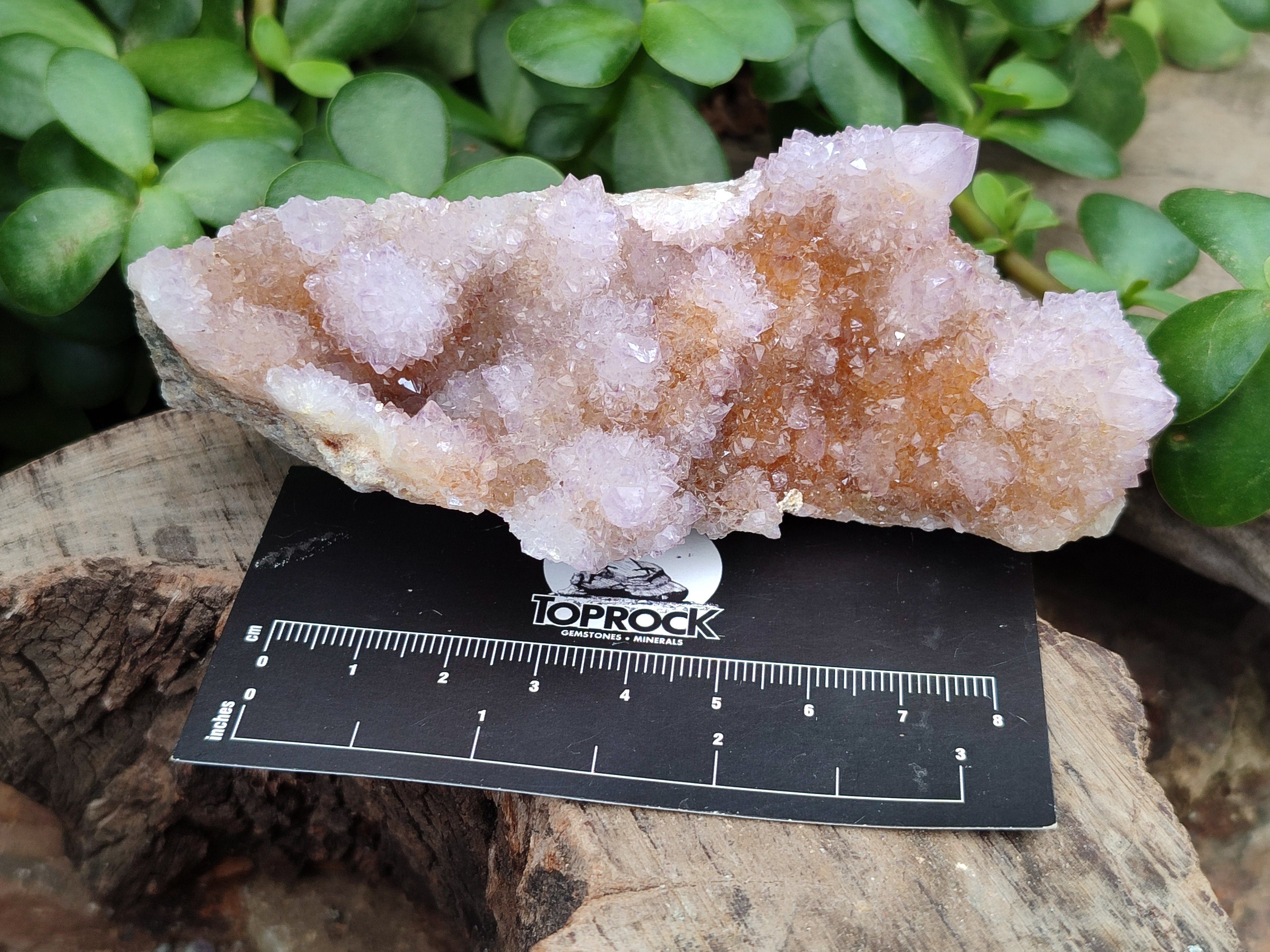 Natural Amethyst Spirit Quartz Clusters x 6 From Boekenhouthoek, South Africa - Toprock Gemstones and Minerals 