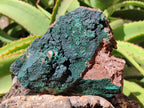 Natural Botryoidal Malachite Specimens x 2 From Congo - Toprock Gemstones and Minerals 