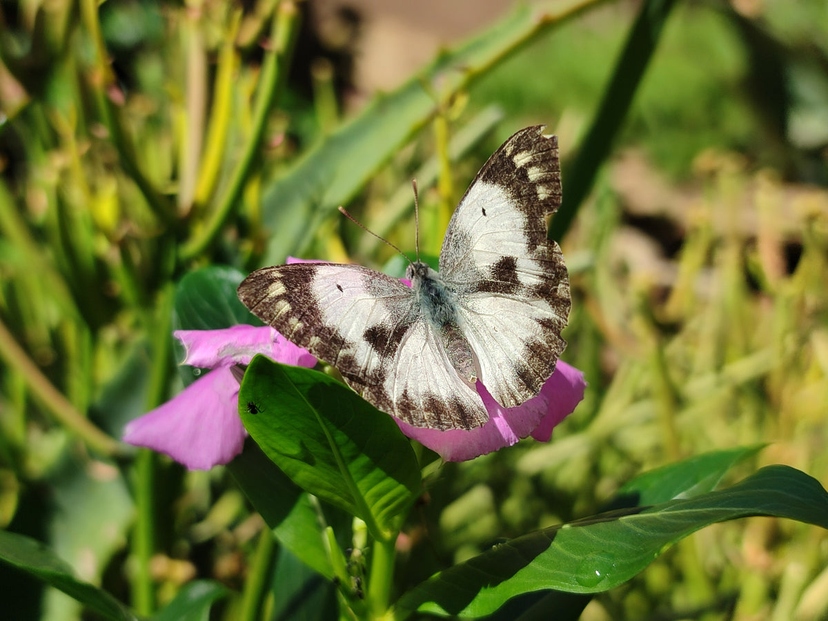Polished Brecciated Jasper Alarm Clock - Sold Per Item - From South Africa - Toprock Gemstones and Minerals 