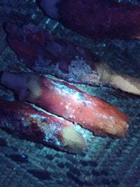 Natural Drusy Quartz Coated Calcite Pseudomorph Specimens x 12 From Alberts Mountain, Lesotho - Toprock Gemstones and Minerals 