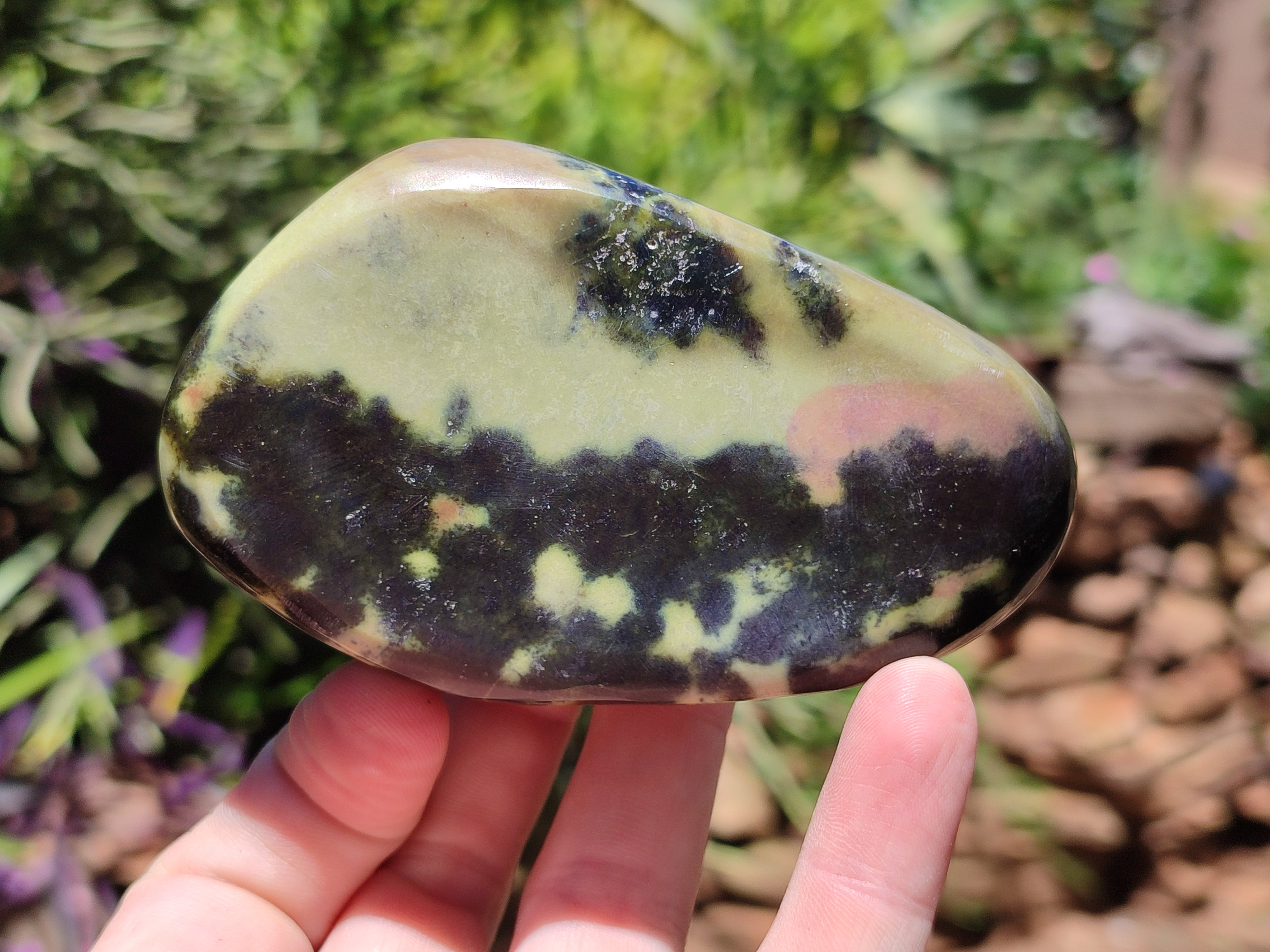 Polished Leopard Stone Free Forms x 5 From Nyanga, Zimbabwe - Toprock Gemstones and Minerals 