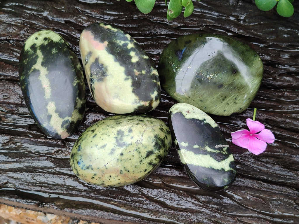 Polished Leopard Stone Free Forms x 5 From Nyanga, Zimbabwe - Toprock Gemstones and Minerals 