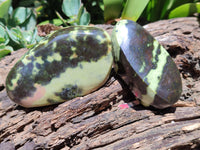 Polished Leopard Stone Free Forms x 5 From Nyanga, Zimbabwe - Toprock Gemstones and Minerals 