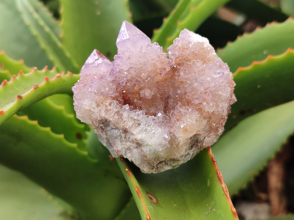 Natural Amethyst Spirit Quartz Clusters x 6 From Boekenhouthoek, South Africa - Toprock Gemstones and Minerals 