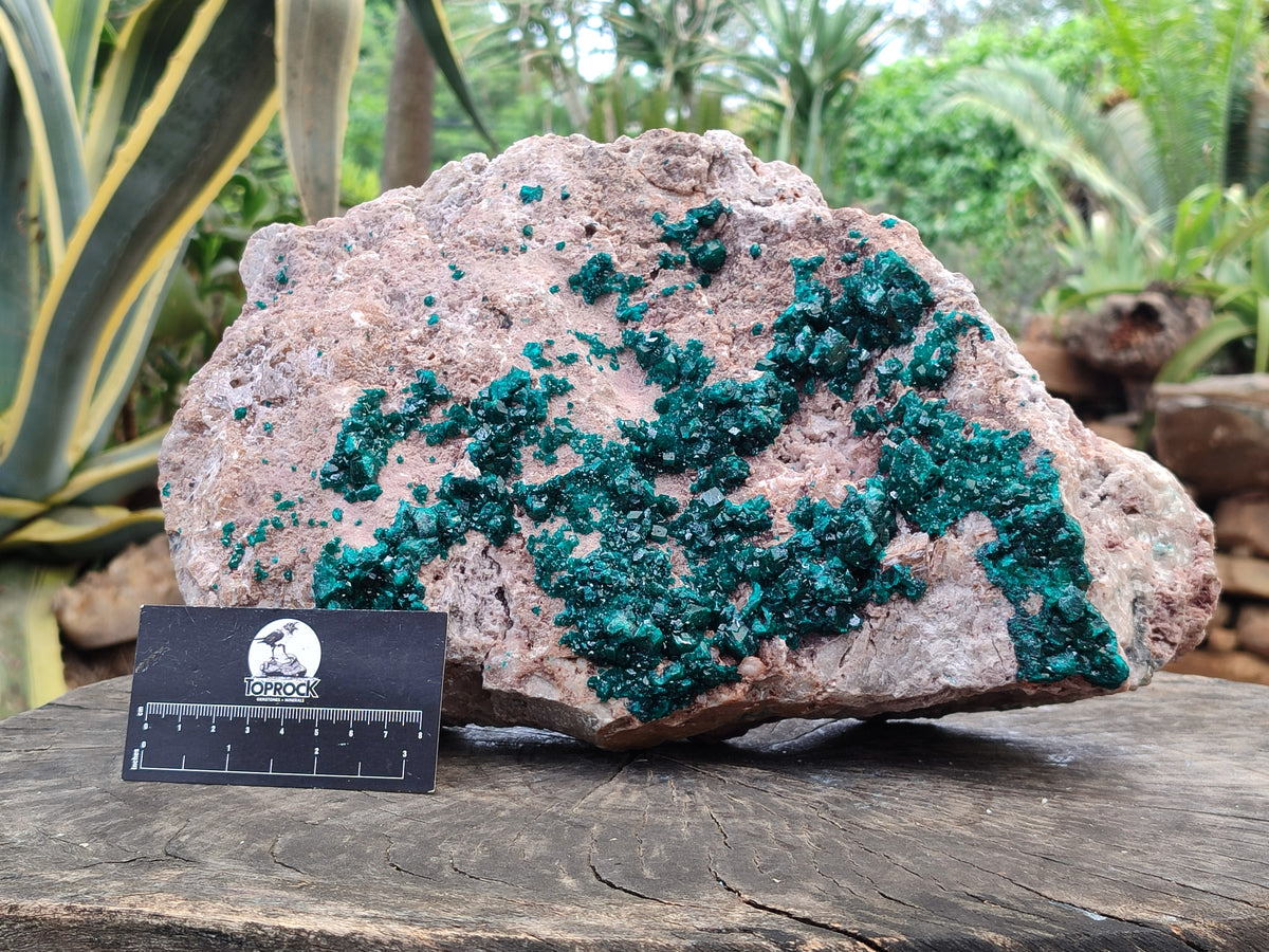 Natural Dioptase Cabinet Specimen x 1 From Congo - Toprock Gemstones and Minerals 