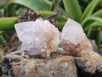 Natural Cactus Flower Spirit Quartz Clusters x 12 From Boekenhouthoek, South Africa - Toprock Gemstones and Minerals 