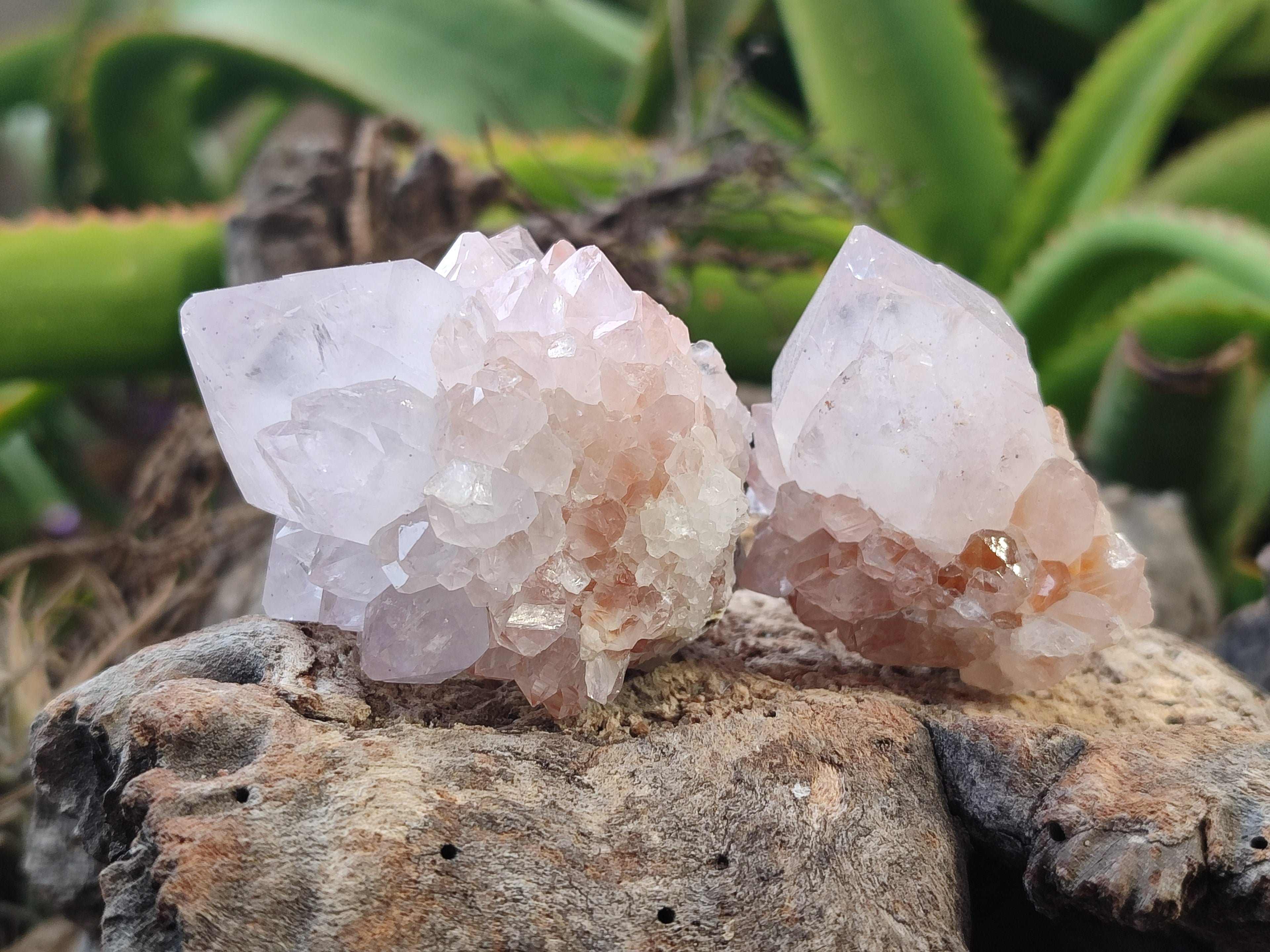 Natural Cactus Flower Spirit Quartz Clusters x 12 From Boekenhouthoek, South Africa - Toprock Gemstones and Minerals 