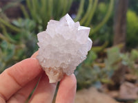 Natural Cactus Flower Spirit Quartz Clusters x 12 From Boekenhouthoek, South Africa