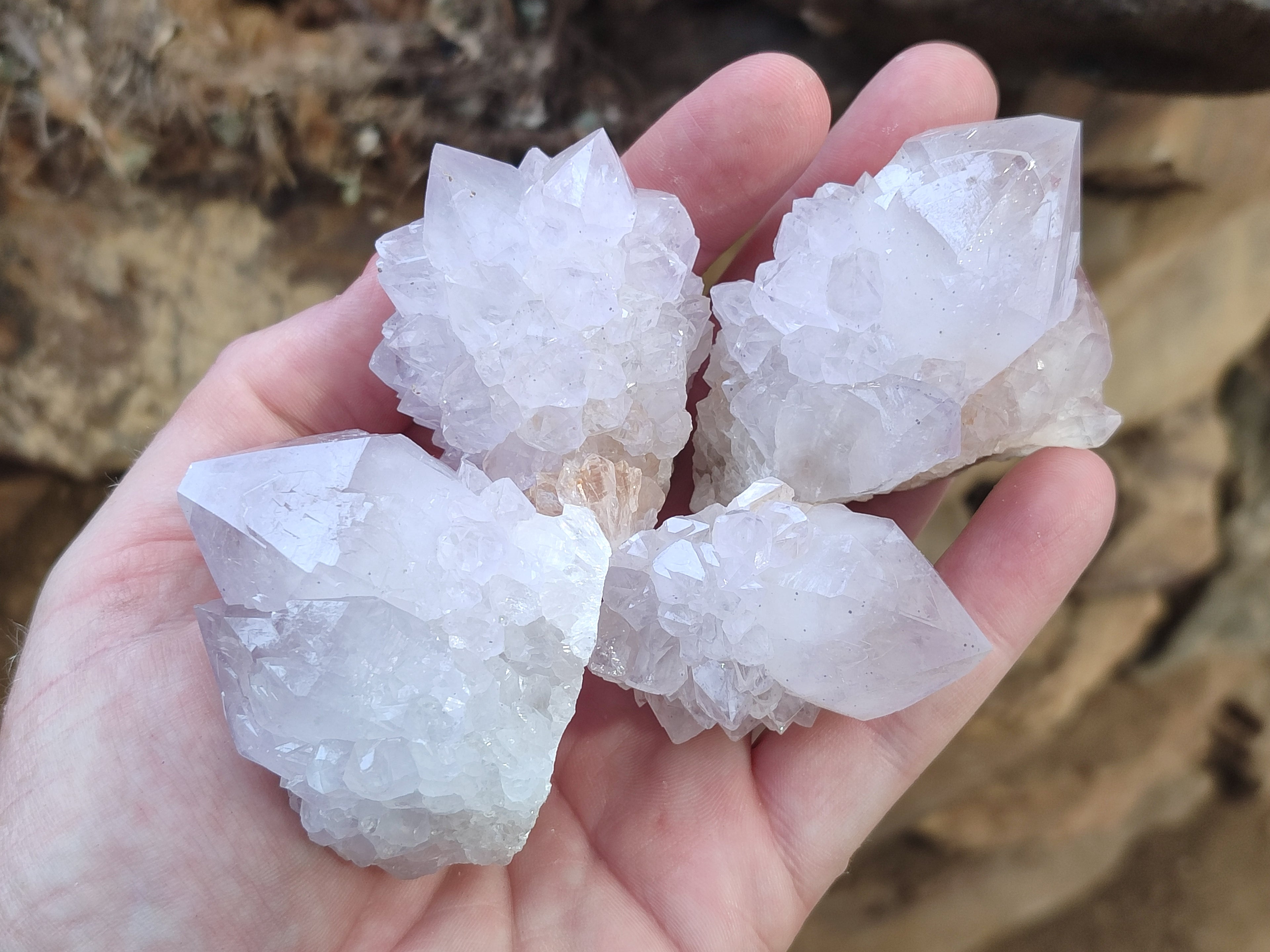 Natural Cactus Flower Spirit Quartz Clusters x 12 From Boekenhouthoek, South Africa - Toprock Gemstones and Minerals 