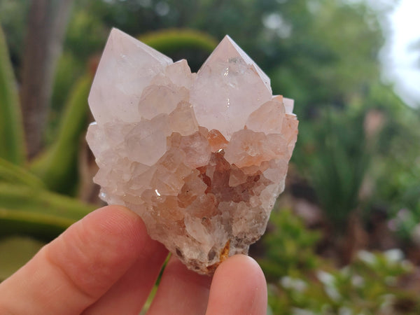 Natural Cactus Flower Spirit Quartz Clusters x 12 From Boekenhouthoek, South Africa