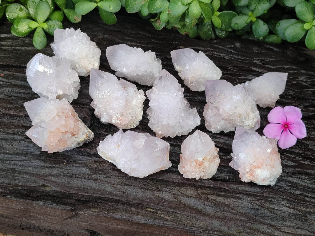 Natural Cactus Flower Spirit Quartz Clusters x 12 From Boekenhouthoek, South Africa - Toprock Gemstones and Minerals 