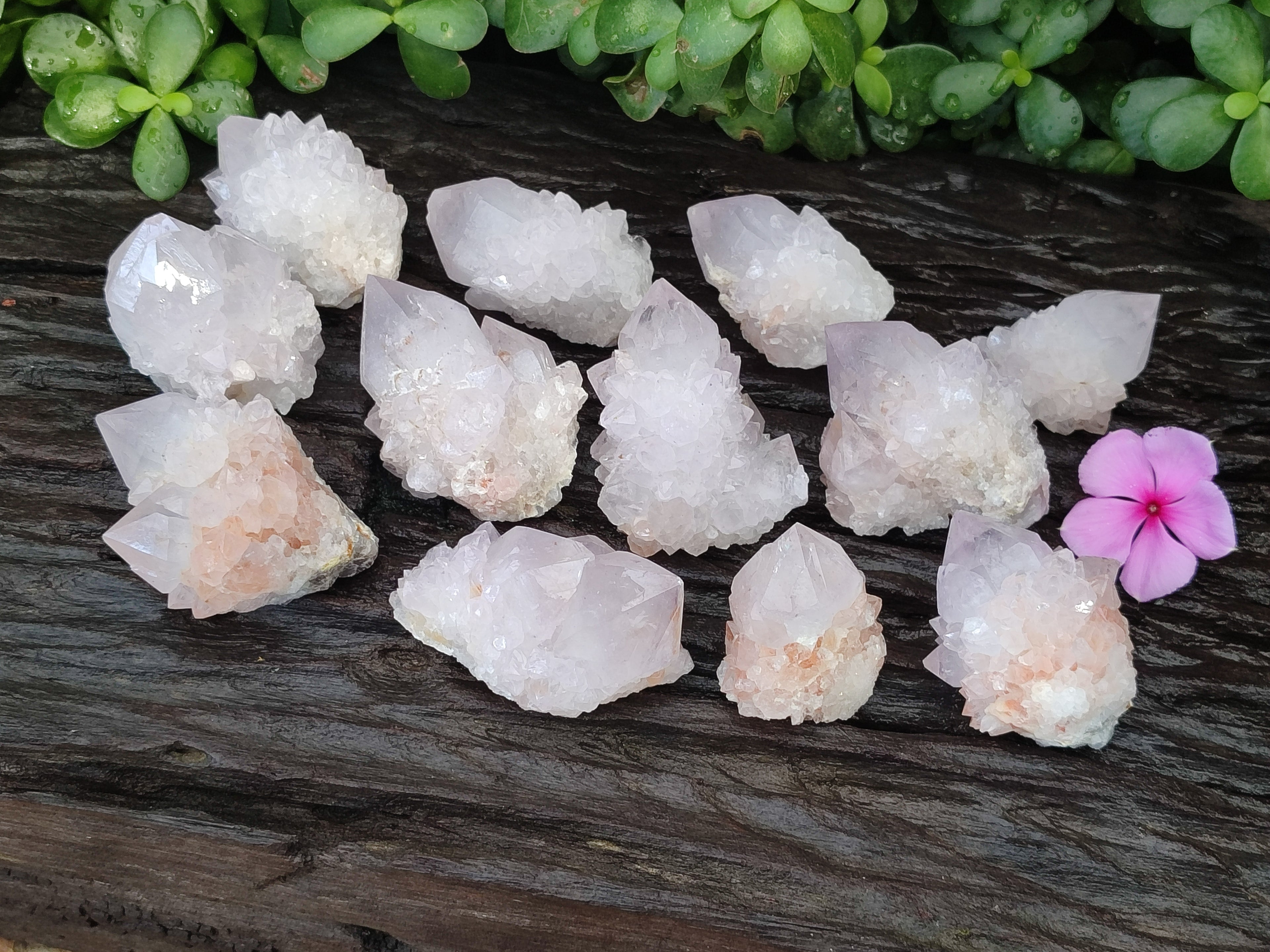 Natural Cactus Flower Spirit Quartz Clusters x 12 From Boekenhouthoek, South Africa - Toprock Gemstones and Minerals 