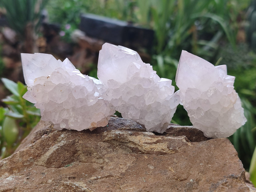 Natural Cactus Flower Spirit Quartz Clusters x 12 From Boekenhouthoek, South Africa - Toprock Gemstones and Minerals 