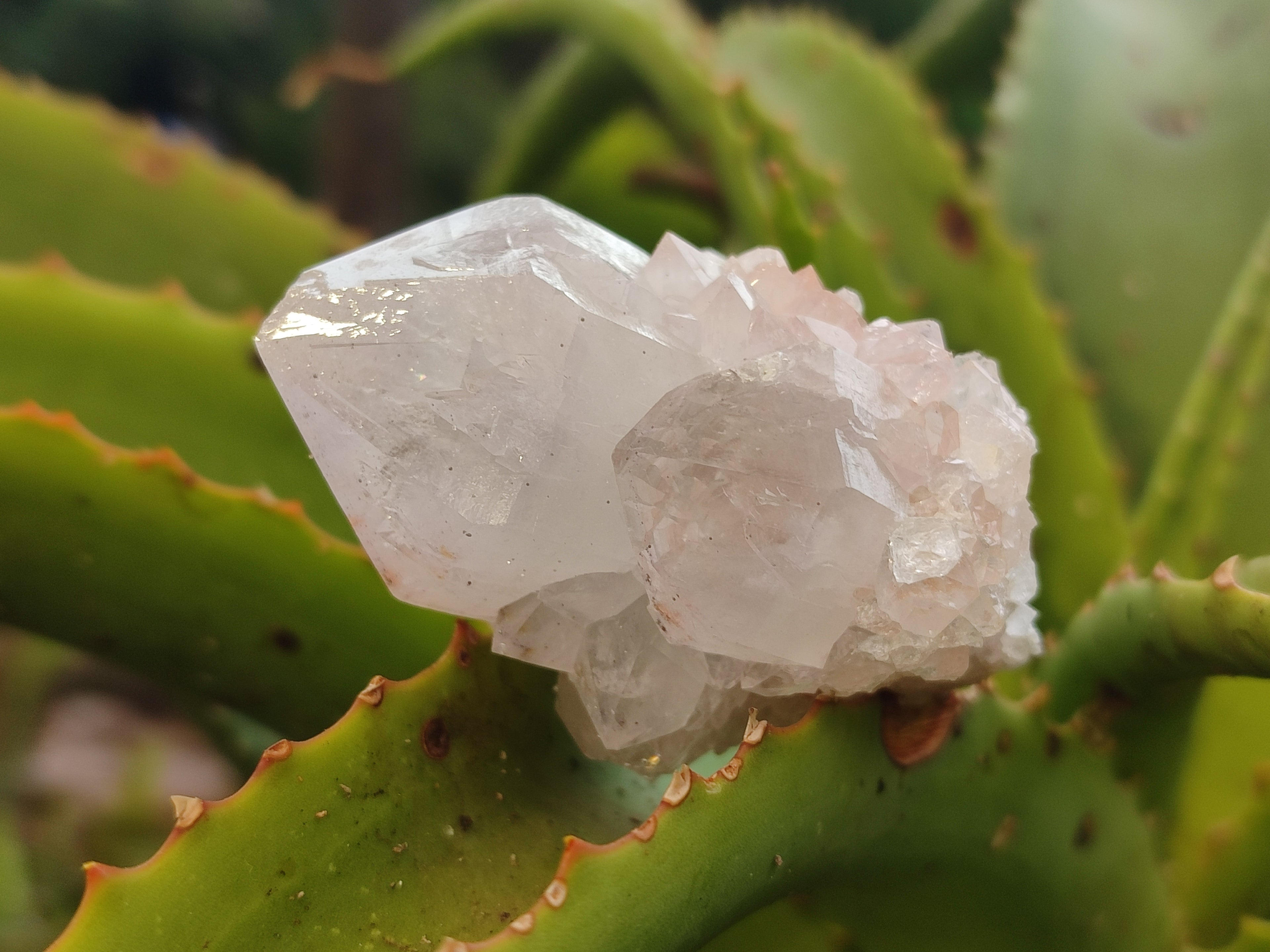 Natural Cactus Flower Spirit Quartz Clusters x 12 From Boekenhouthoek, South Africa - Toprock Gemstones and Minerals 