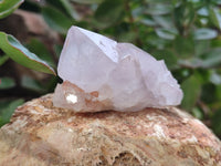 Natural Cactus Flower Spirit Quartz Clusters x 12 From Boekenhouthoek, South Africa