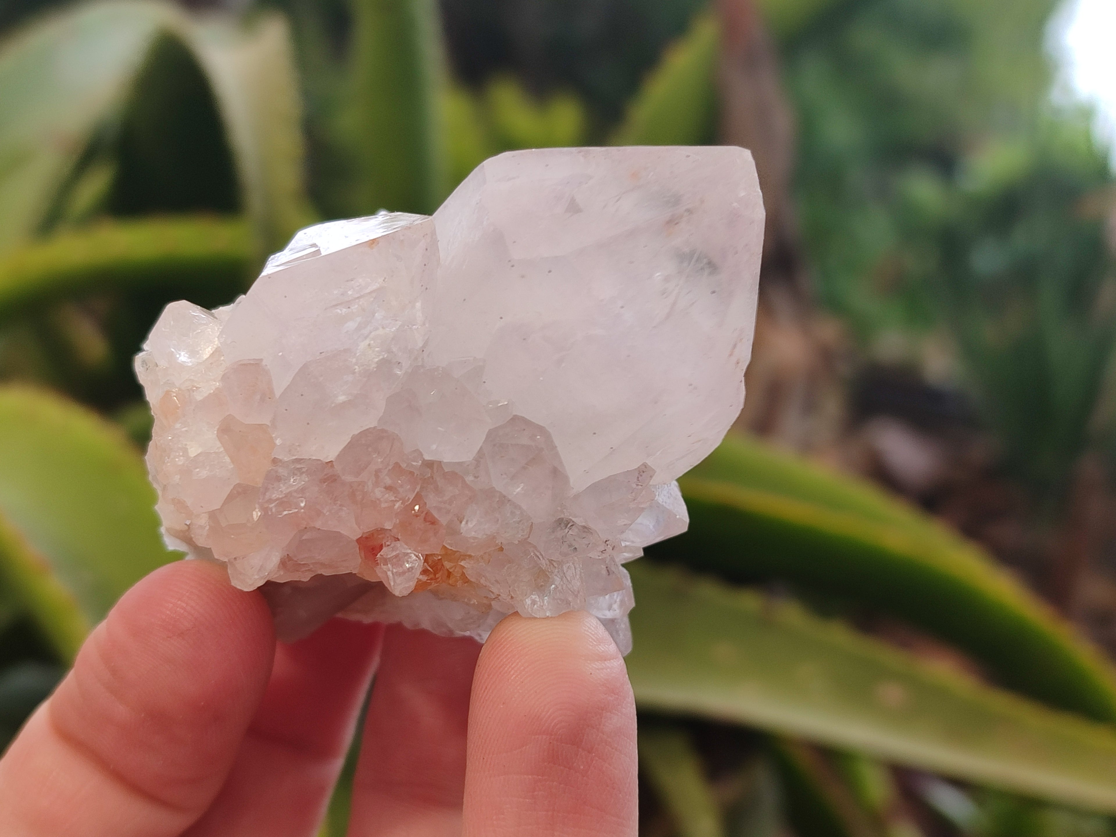 Natural Cactus Flower Spirit Quartz Clusters x 12 From Boekenhouthoek, South Africa - Toprock Gemstones and Minerals 