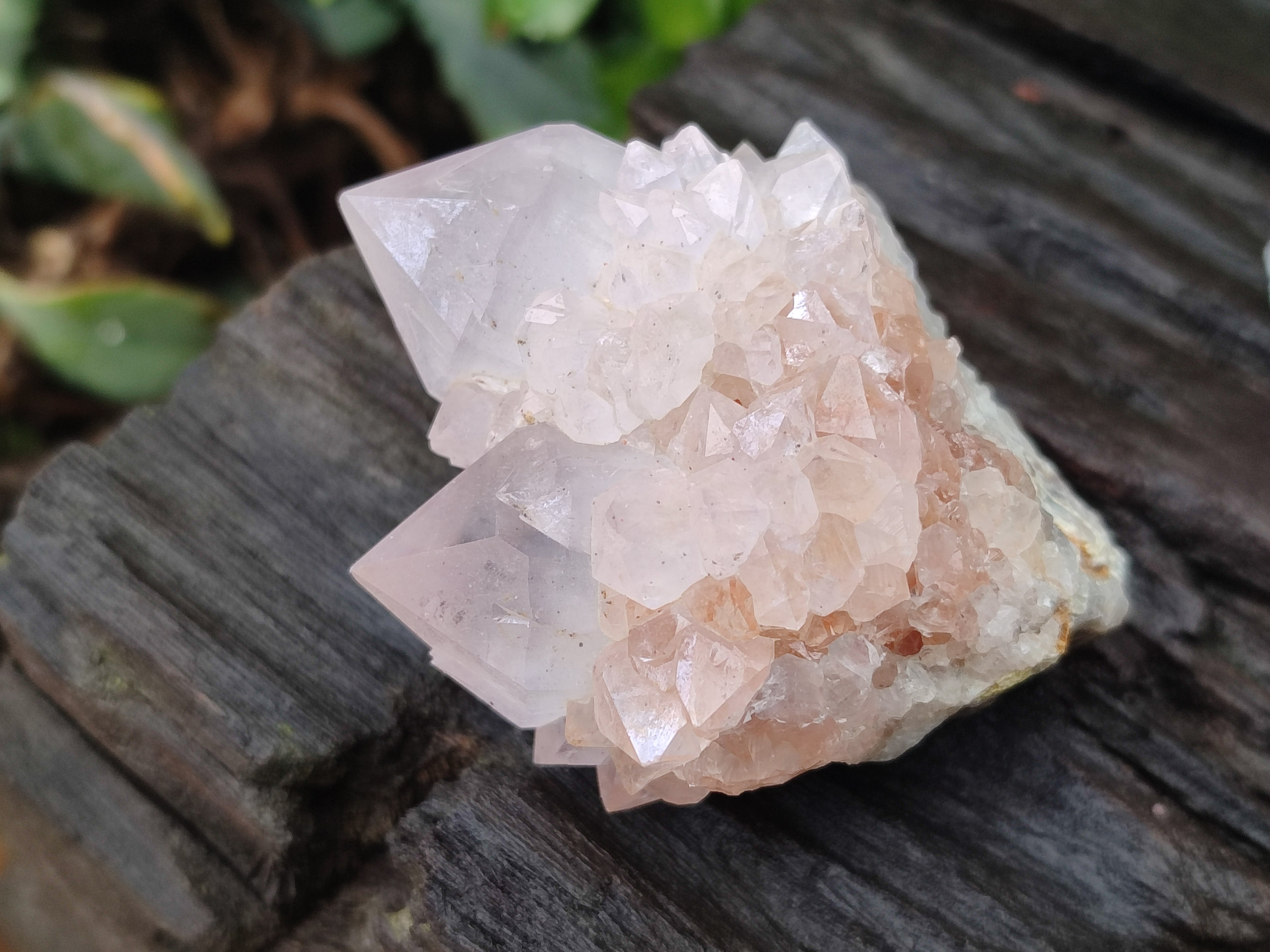 Natural Cactus Flower Spirit Quartz Clusters x 12 From Boekenhouthoek, South Africa - Toprock Gemstones and Minerals 