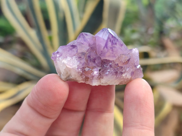 Natural Amethyst Spirit Quartz Clusters x 20 From Boekenhouthoek, South Africa