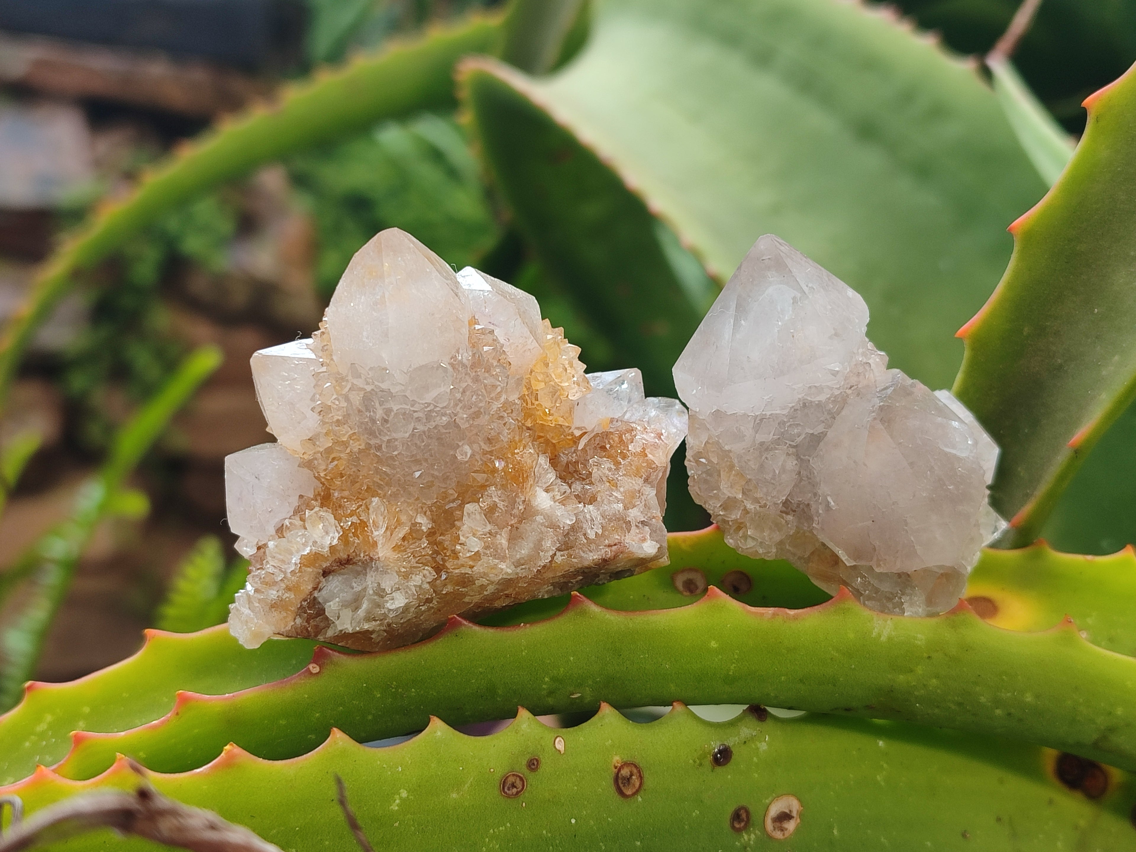 Natural Amethyst Spirit Quartz Clusters x 20 From Boekenhouthoek, South Africa - Toprock Gemstones and Minerals 