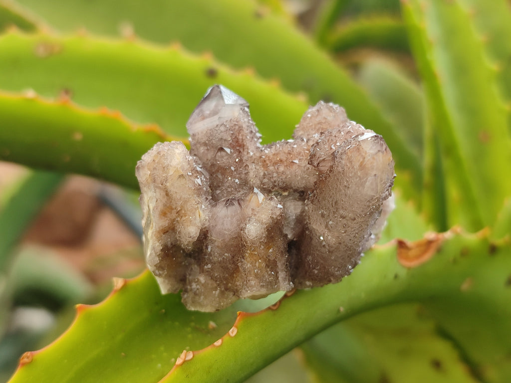 Natural Amethyst Spirit Quartz Clusters x 20 From Boekenhouthoek, South Africa - Toprock Gemstones and Minerals 