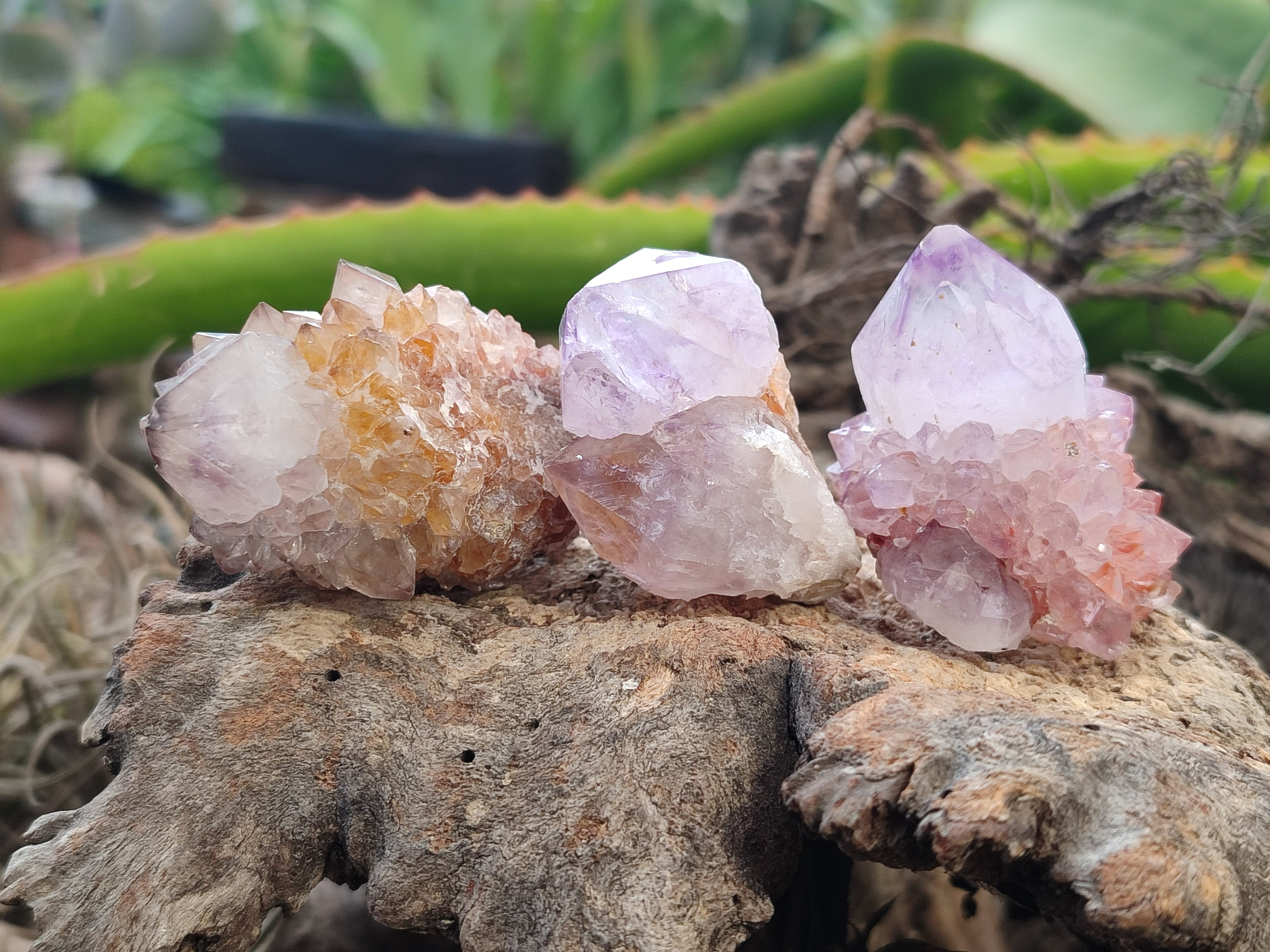 Natural Amethyst Spirit Quartz Clusters x 24 From Boekenhouthoek, South Africa - Toprock Gemstones and Minerals 