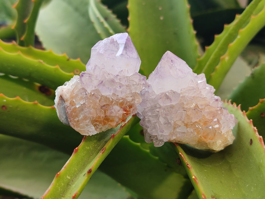 Natural Amethyst Spirit Quartz Clusters x 24 From Boekenhouthoek, South Africa - Toprock Gemstones and Minerals 
