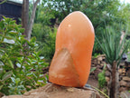 Polished Orange Twist Calcite Standing Free Form x 1 From Madagascar - Toprock Gemstones and Minerals 
