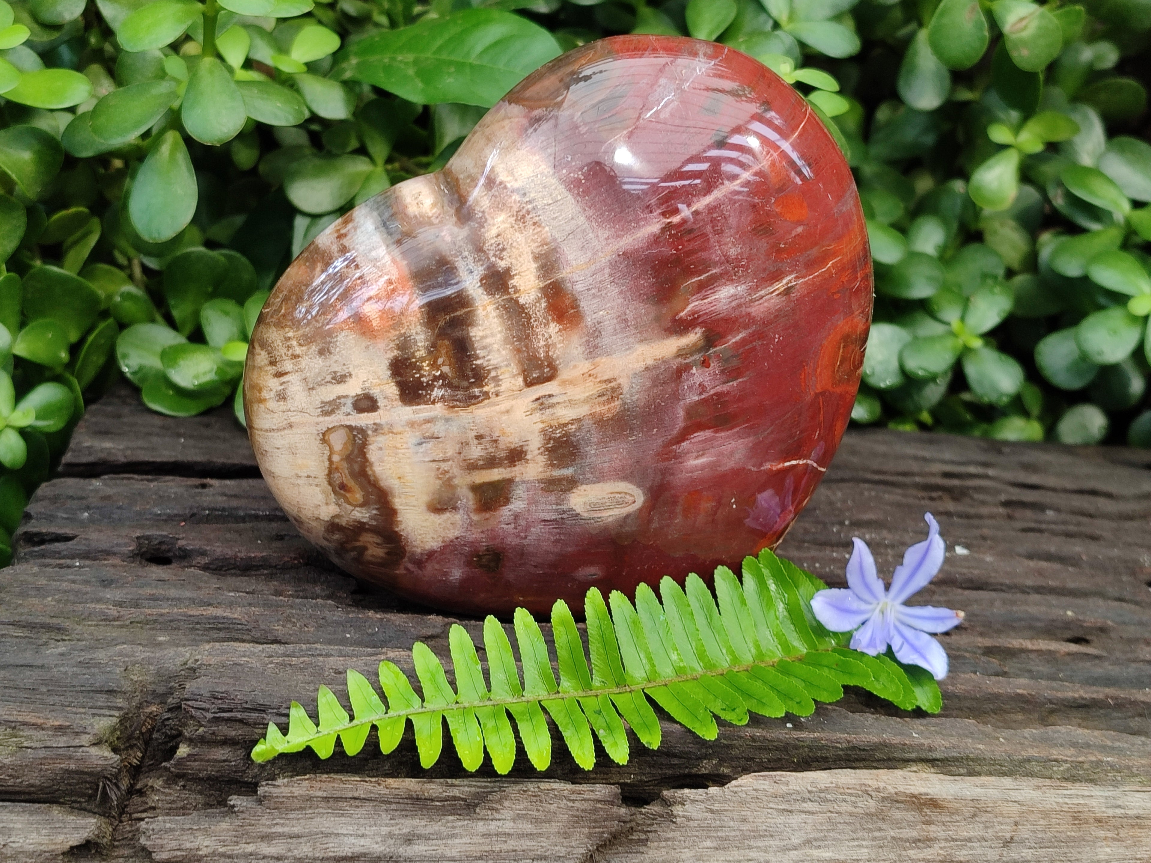 Polished Podocarpus Petrified Wood Heart x 1 From Mahajanga, Madagascar - Toprock Gemstones and Minerals 