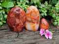 Polished Carnelian Standing Free Forms x 3 From Madagascar - Toprock Gemstones and Minerals 