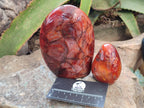 Polished Carnelian Standing Free Forms x 3 From Madagascar - Toprock Gemstones and Minerals 