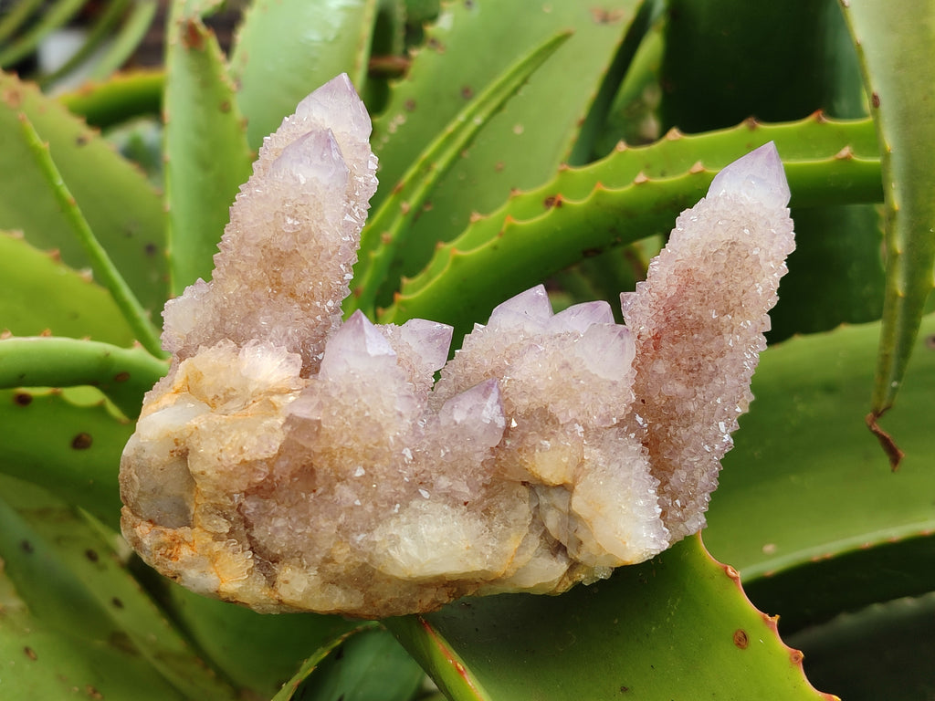 Natural Amethyst Spirit Quartz Clusters x 3 From Boekenhouthoek, South Africa - Toprock Gemstones and Minerals 