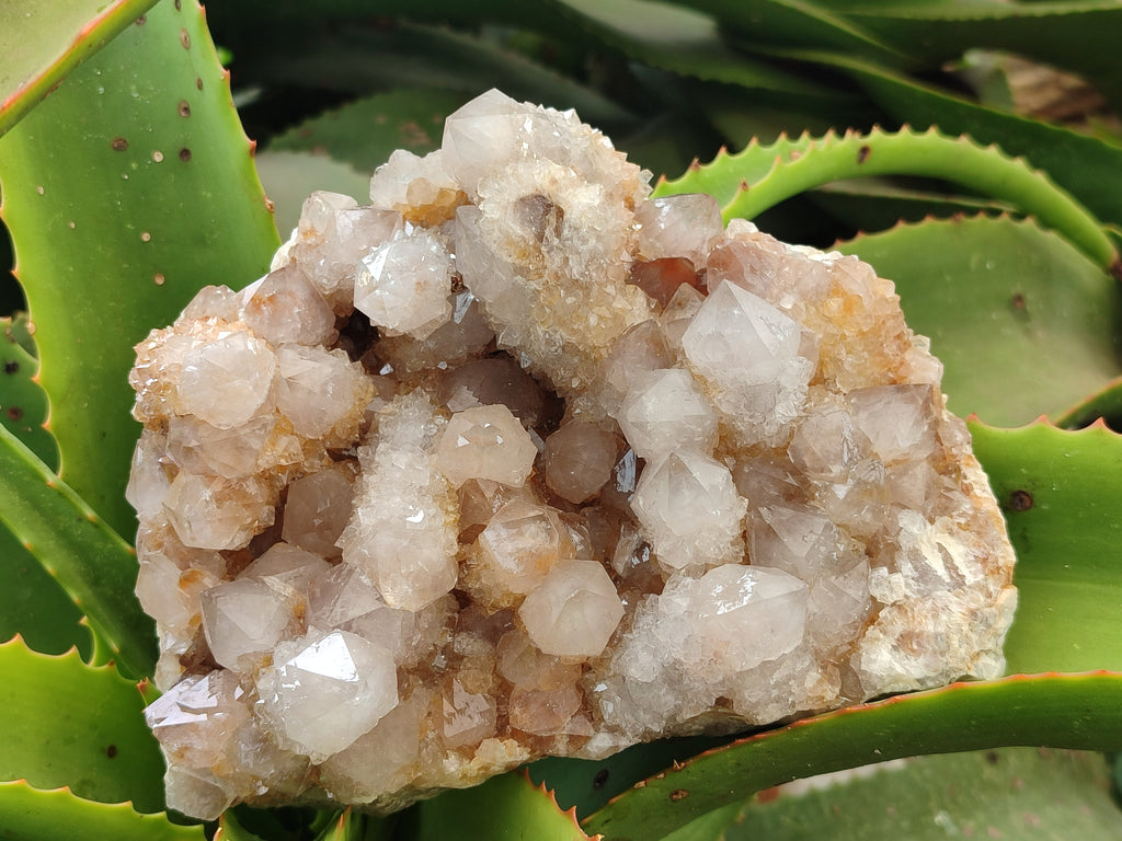 Natural Spirit Quartz Cluster x 1 From Boekenhouthoek, South Africa - Toprock Gemstones and Minerals 