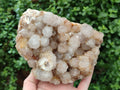 Natural Spirit Quartz Cluster x 1 From Boekenhouthoek, South Africa - Toprock Gemstones and Minerals 