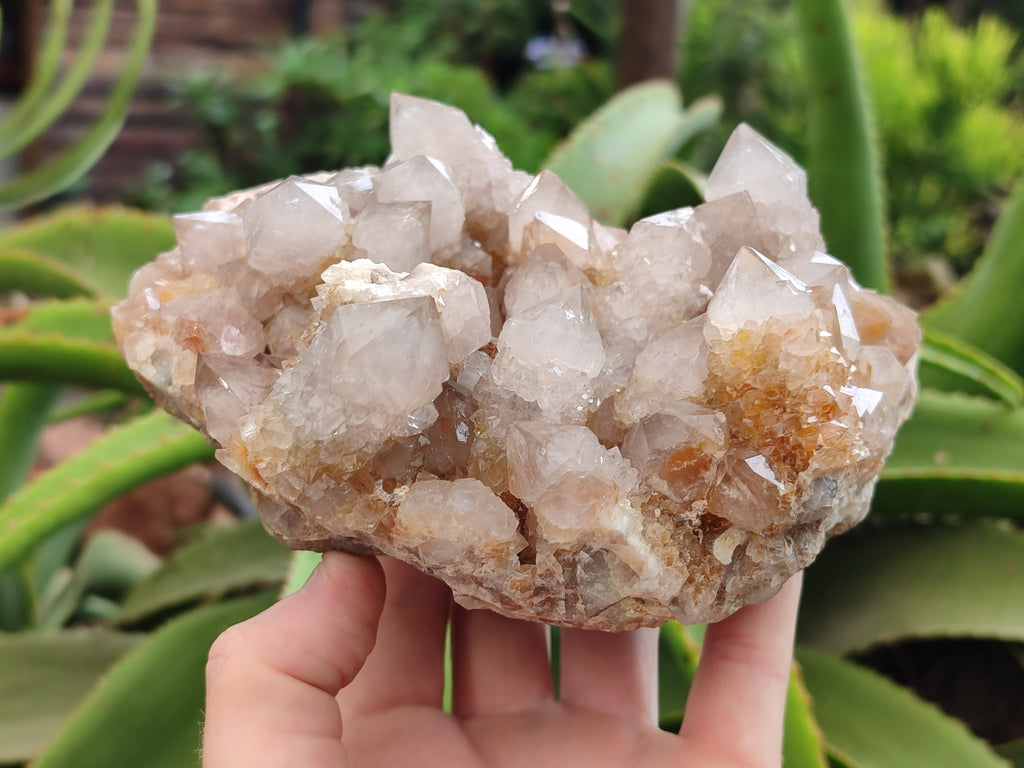 Natural Spirit Quartz Cluster x 1 From Boekenhouthoek, South Africa - Toprock Gemstones and Minerals 