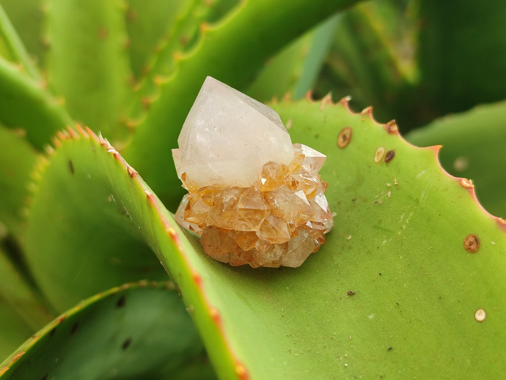 Natural Amethyst Spirit Quartz Crystals x 70 From Boekenhouthoek, South Africa - Toprock Gemstones and Minerals 