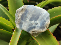 Natural Blue Lace Agate Geode Specimens x 9 From Nsanje, Malawi - Toprock Gemstones and Minerals 
