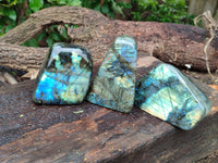 Polished Labradorite Standing Free Forms x 3 From Tulear, Madagascar - Toprock Gemstones and Minerals 