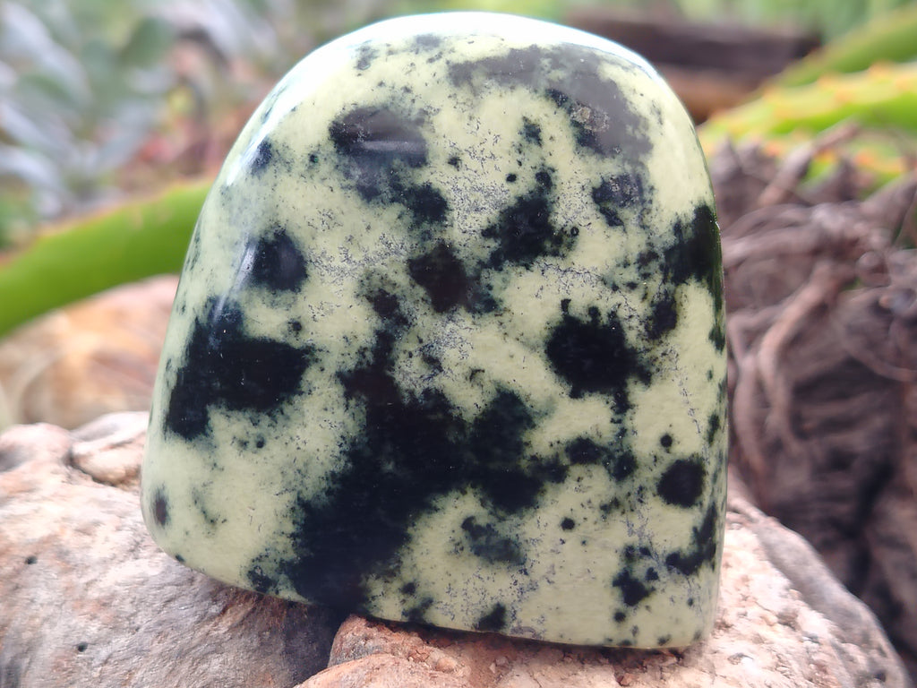 Polished Leopard Stone Standing Free Forms x 12 From Nyanga, Zimbabwe - Toprock Gemstones and Minerals 