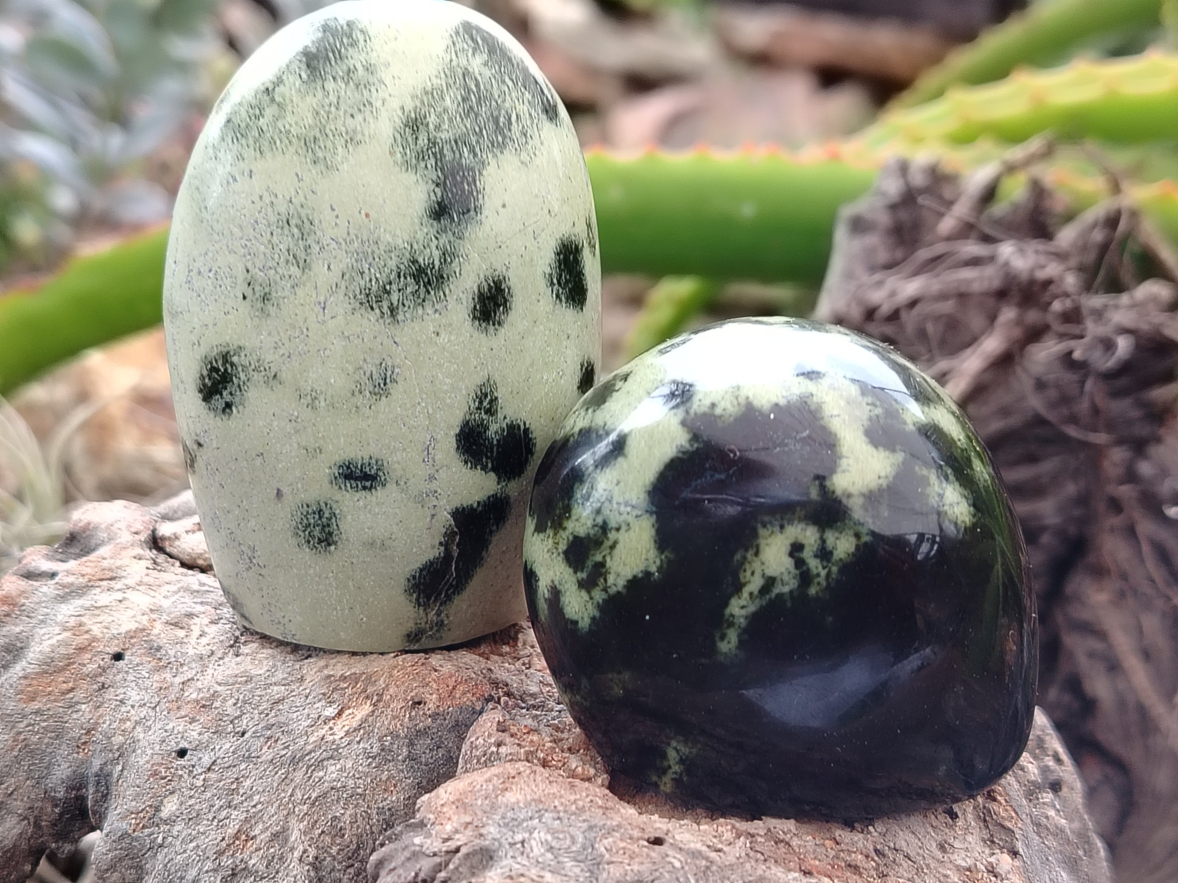 Polished Leopard Stone Standing Free Forms x 12 From Nyanga, Zimbabwe - Toprock Gemstones and Minerals 