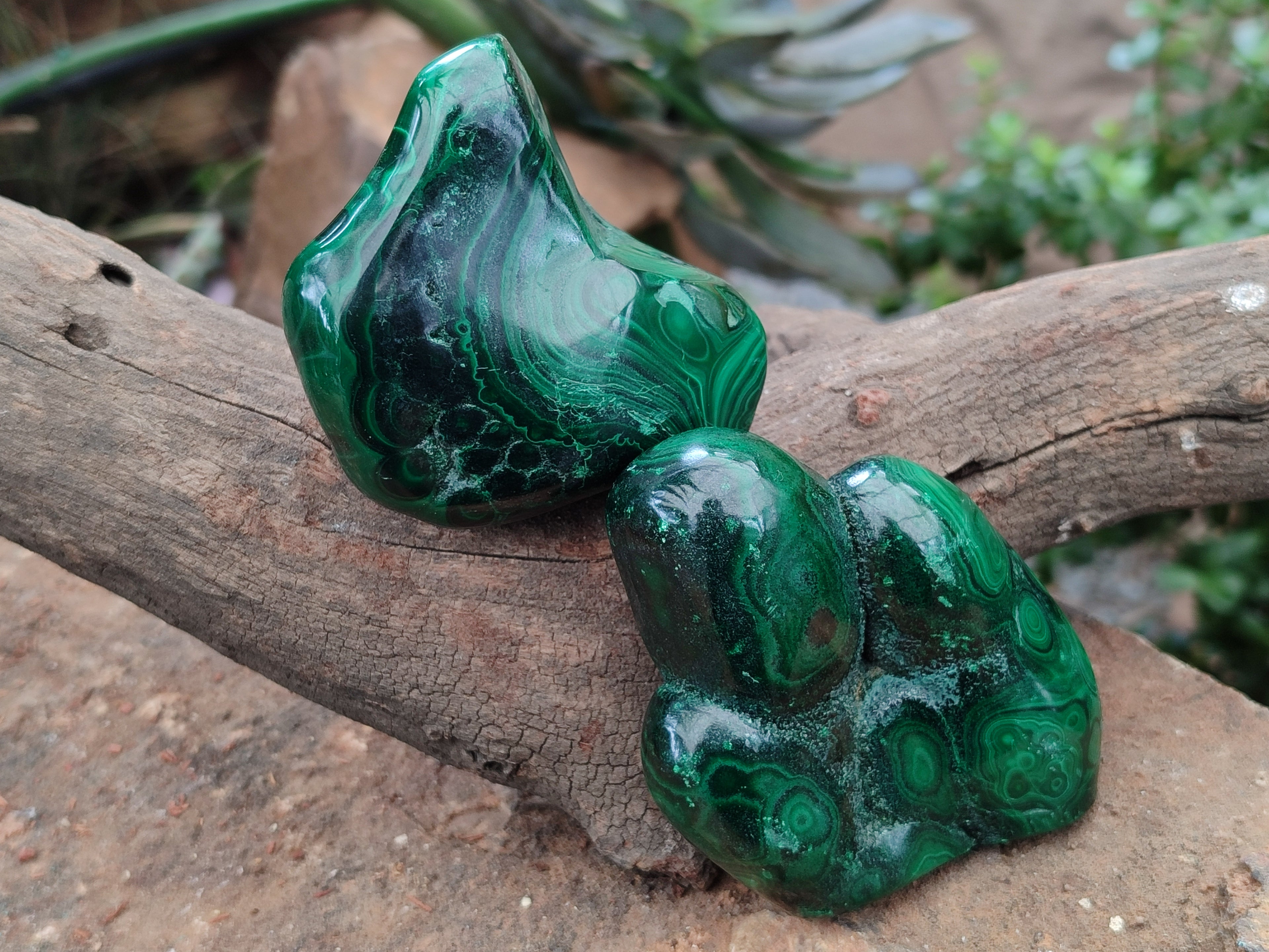 Polished Flower Banded Malachite Free Forms x 3 From Congo - Toprock Gemstones and Minerals 