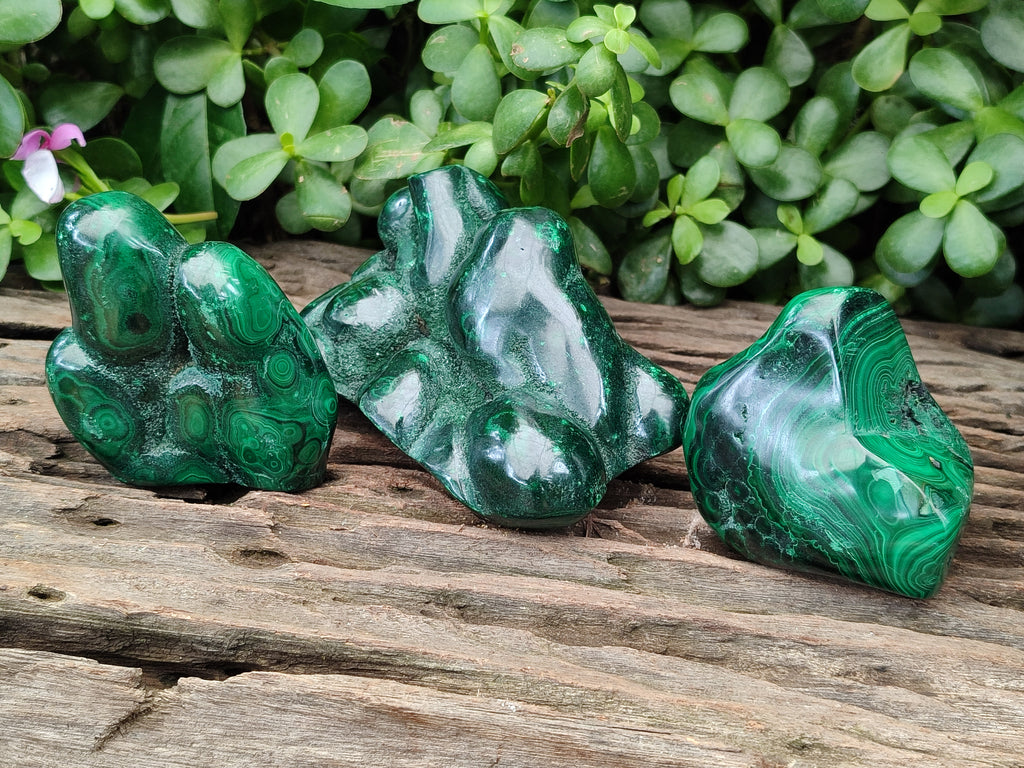 Polished Flower Banded Malachite Free Forms x 3 From Congo - Toprock Gemstones and Minerals 