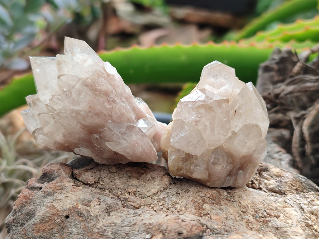 Natural Smokey Phantom Quartz Clusters x 12 From Luena, Congo - Toprock Gemstones and Minerals 