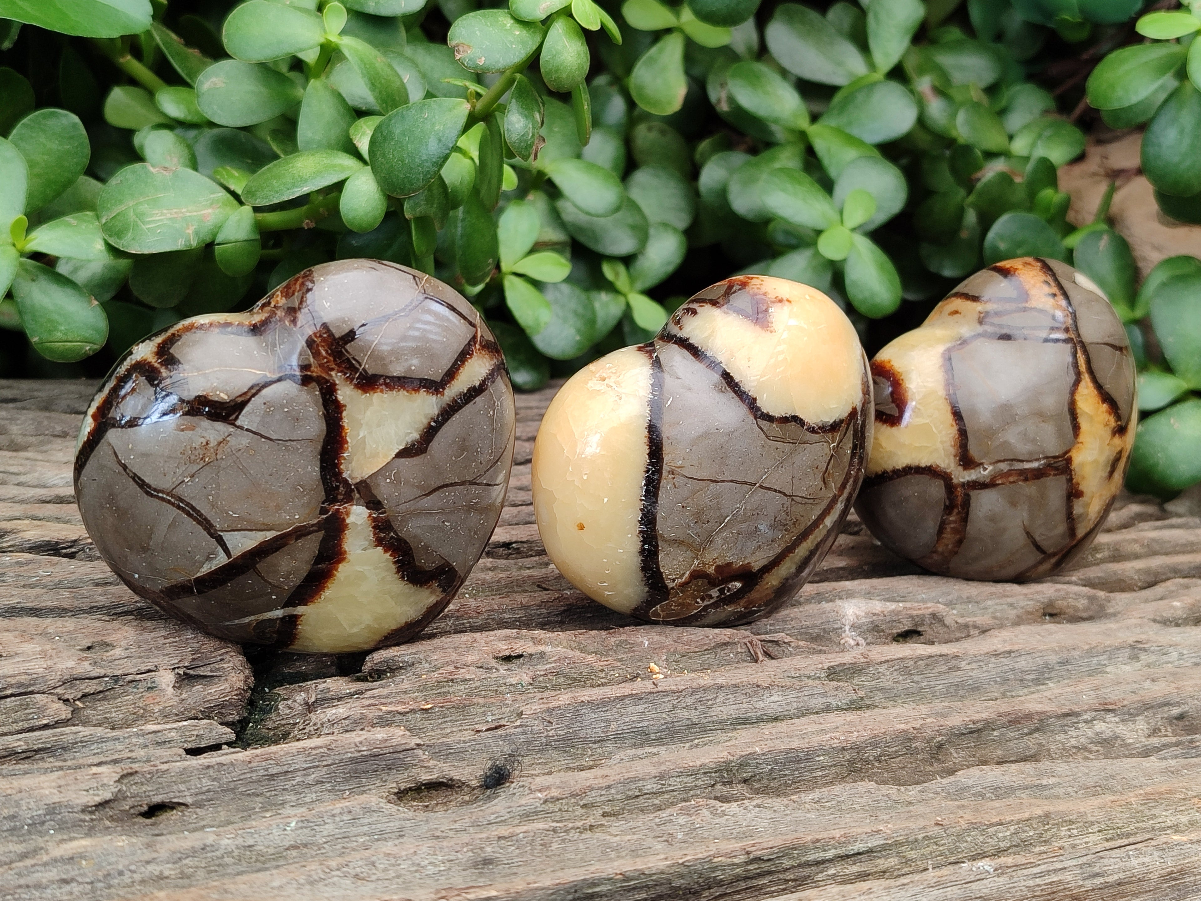 Polished Septerye Hearts x 6 From Mahajanga, Madagascar - Toprock Gemstones and Minerals 