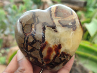 Polished Septerye Hearts x 6 From Mahajanga, Madagascar