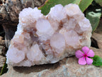 Natural Cactus Flower Spirit Quartz Cluster x 1 From Boekenhouthoek, South Africa - Toprock Gemstones and Minerals 