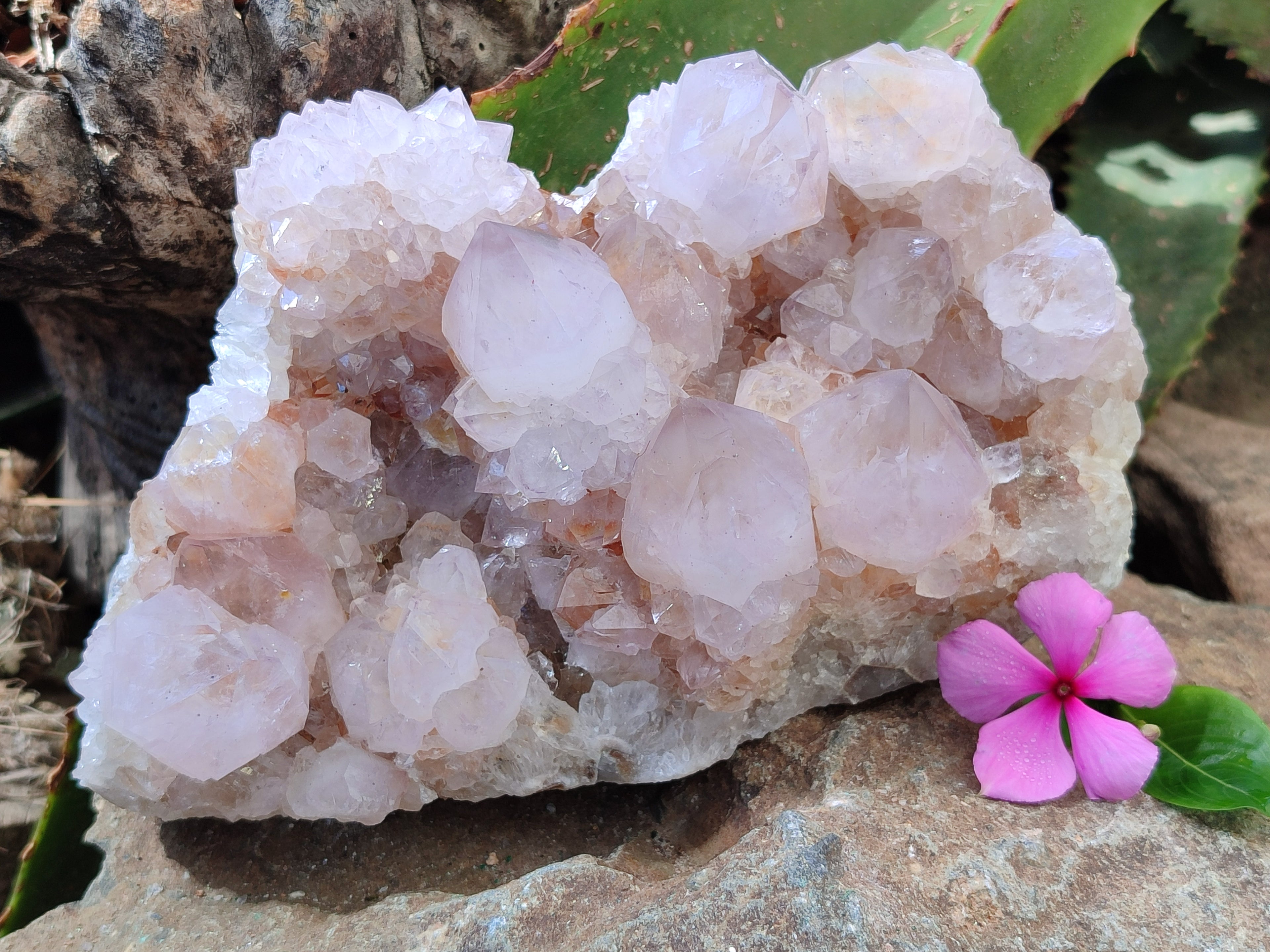 Natural Cactus Flower Spirit Quartz Cluster x 1 From Boekenhouthoek, South Africa - Toprock Gemstones and Minerals 