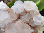 Natural Cactus Flower Spirit Quartz Cluster x 1 From Boekenhouthoek, South Africa - Toprock Gemstones and Minerals 