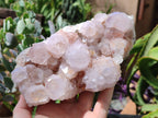 Natural Cactus Flower Spirit Quartz Cluster x 1 From Boekenhouthoek, South Africa - Toprock Gemstones and Minerals 