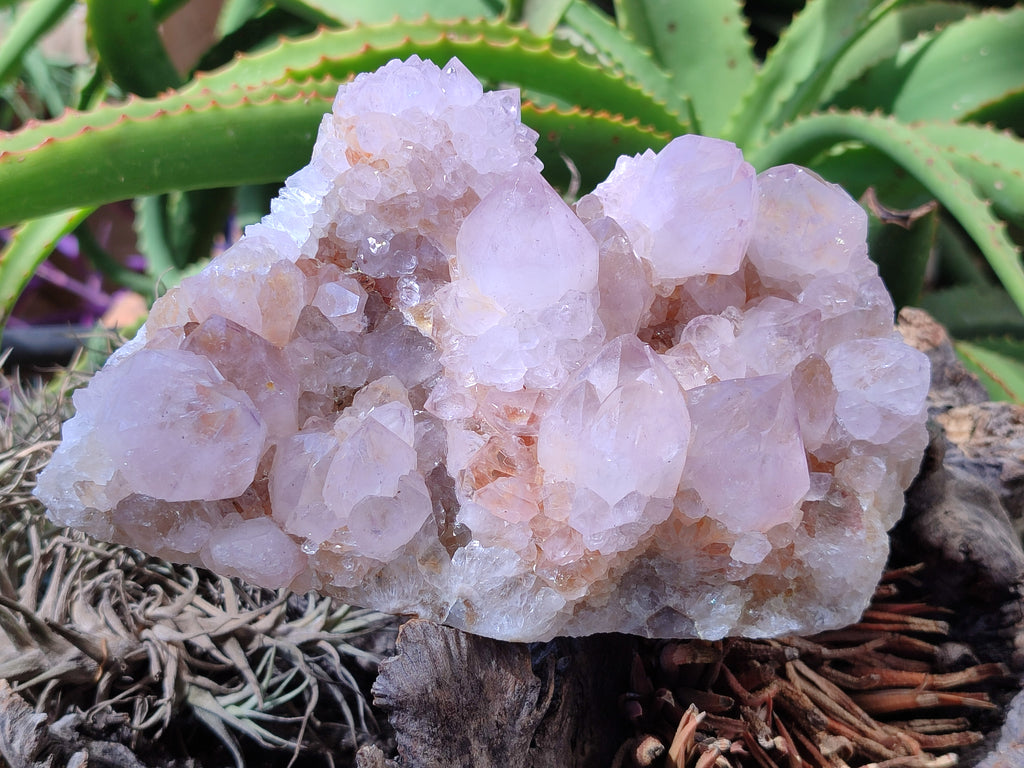 Natural Cactus Flower Spirit Quartz Cluster x 1 From Boekenhouthoek, South Africa - Toprock Gemstones and Minerals 