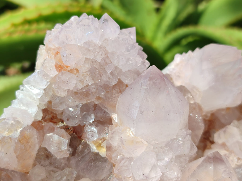 Natural Cactus Flower Spirit Quartz Cluster x 1 From Boekenhouthoek, South Africa - Toprock Gemstones and Minerals 